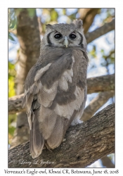 Verreaux's Eagle-owl