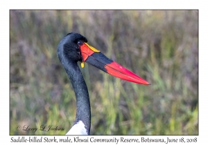 Saddle-billed Stork, male