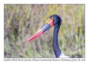 Saddle-billed Stork, female