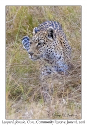 Leopard, female