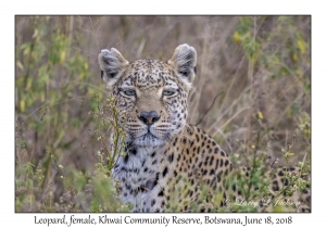 Leopard, female