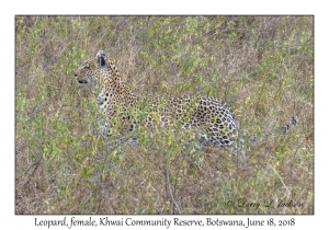 Leopard, female