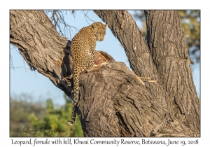 Leopard, female