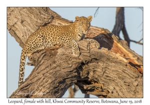 Leopard, female