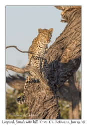 Leopard, female