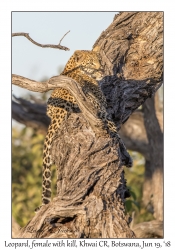 Leopard, female