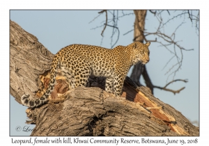 Leopard, female