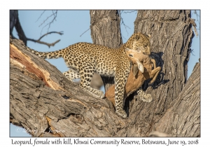 Leopard, female