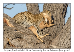 Leopard, female