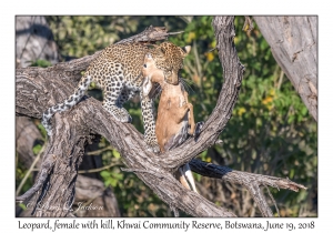 Leopard, female