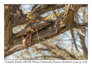 Leopard, female