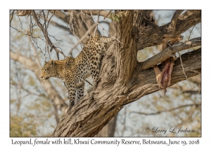 Leopard, female