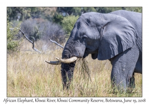 African Elephant