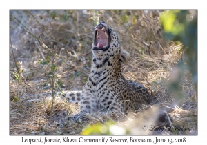 Leopard, female