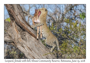 Leopard, female