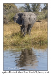 African Elephant