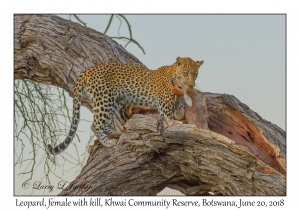 Leopard, female