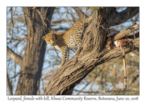 Leopard, female