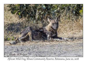 African Wild Dog