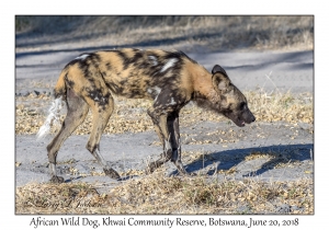 African Wild Dog