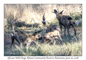 African Wild Dogs