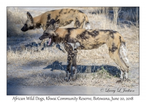 African Wild Dogs