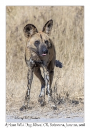 African Wild Dog