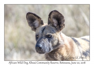 African Wild Dog