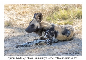 African Wild Dog