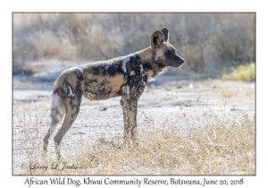 African Wild Dog