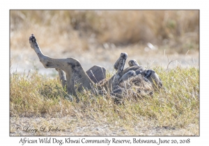 African Wild Dog