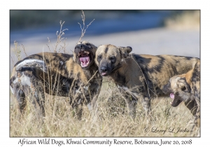 African Wild Dogs