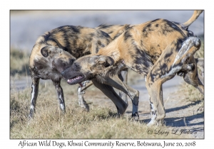 African Wild Dogs