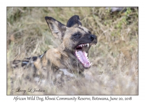 African Wild Dog