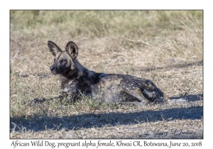 African Wild Dog