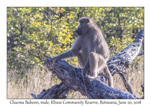 Chacma Baboon