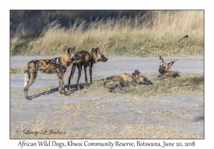 African Wild Dogs