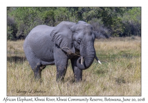 African Elephant