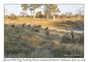 African Wild Dogs