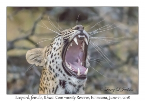 Leopard, female
