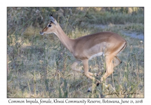 Common Impala, female
