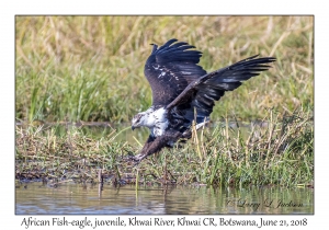 African Fish-eagle, juvenile