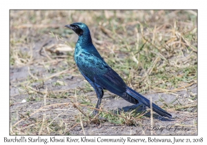 Burchell's Starling