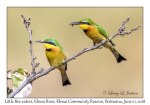 Little Bee-eaters