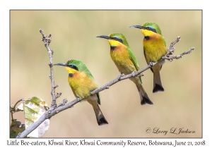 Little Bee-eaters