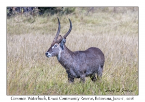 Common Waterbuck