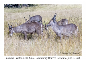 Common Waterbucks