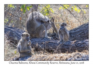 Chacma Baboons