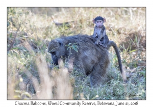 Chacma Baboons