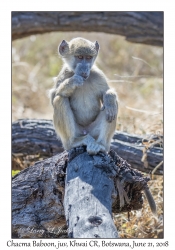 Chacma Baboon